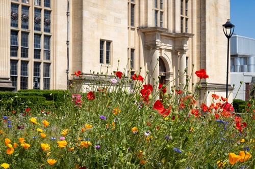 wildflower meadow in front of building